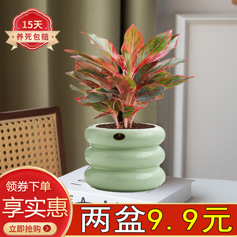 万年红客厅办公室四季红火陶瓷盆