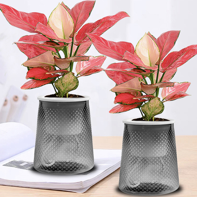 如意吉利红盆栽室内绿植盆栽桌面盆栽花卉盆景大叶水培苗