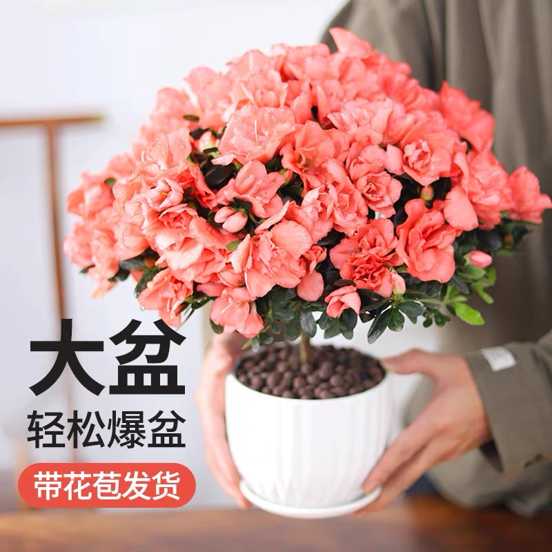 老桩杜鹃室内四季开花好养活美观