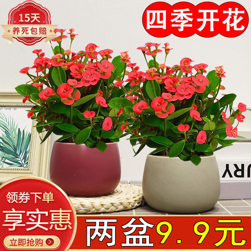 栀子花盆栽阳台四季好养开花浓香