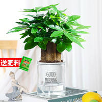 Money tree potted plants, ceramic potted plants, indoor flowers, soil-grown bonsai, living room green plants, money tree flowers thumbnail 5