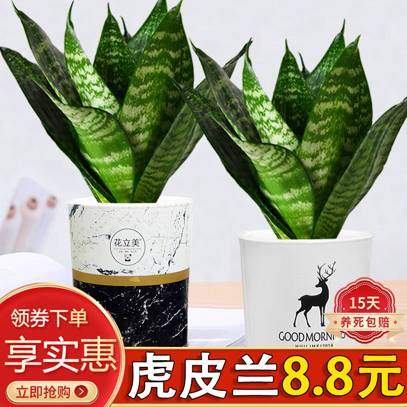 虎皮兰盆栽室内四季常青净化空气