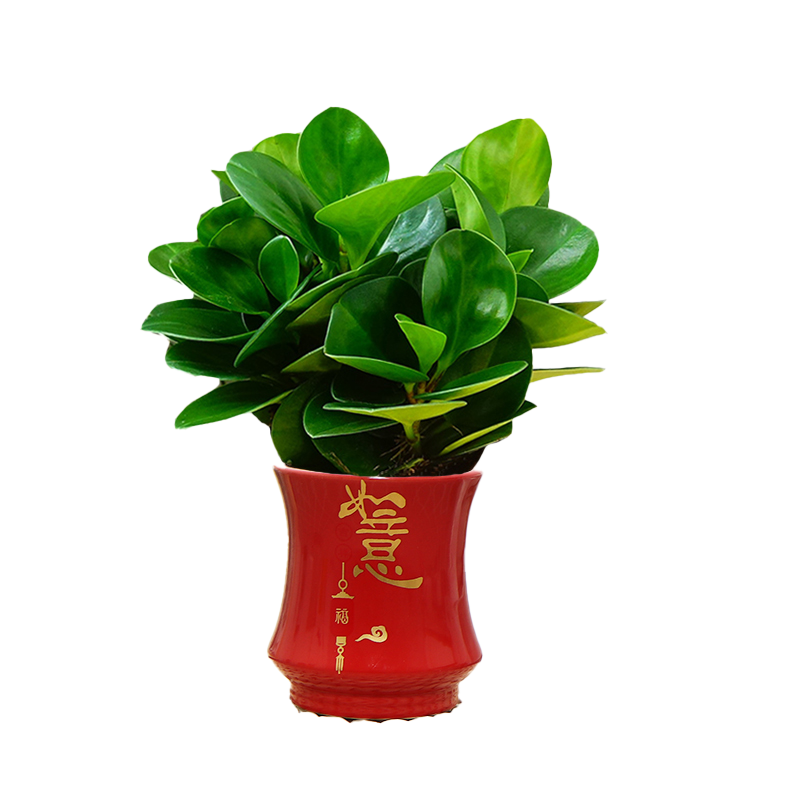 碧玉豆瓣绿陶瓷盆栽绿植花卉室内客厅好养活美观电脑宝贝四季常青