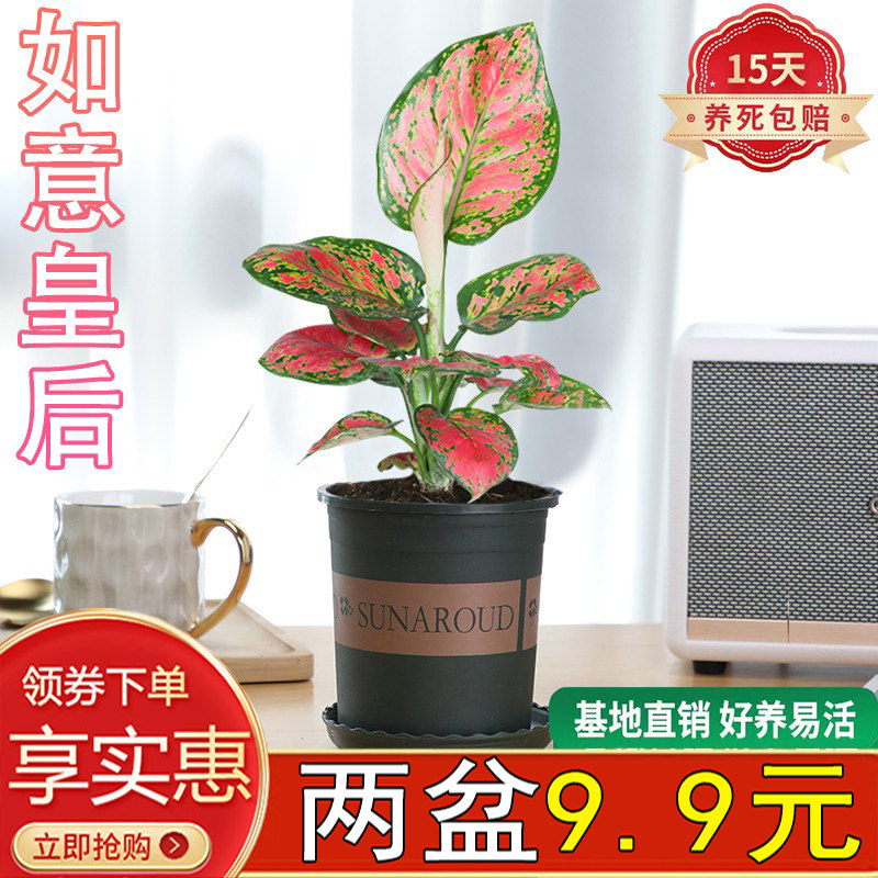 如意皇后盆栽绿植花卉室内客厅好养活四季红火美观好寓意桌面盆景