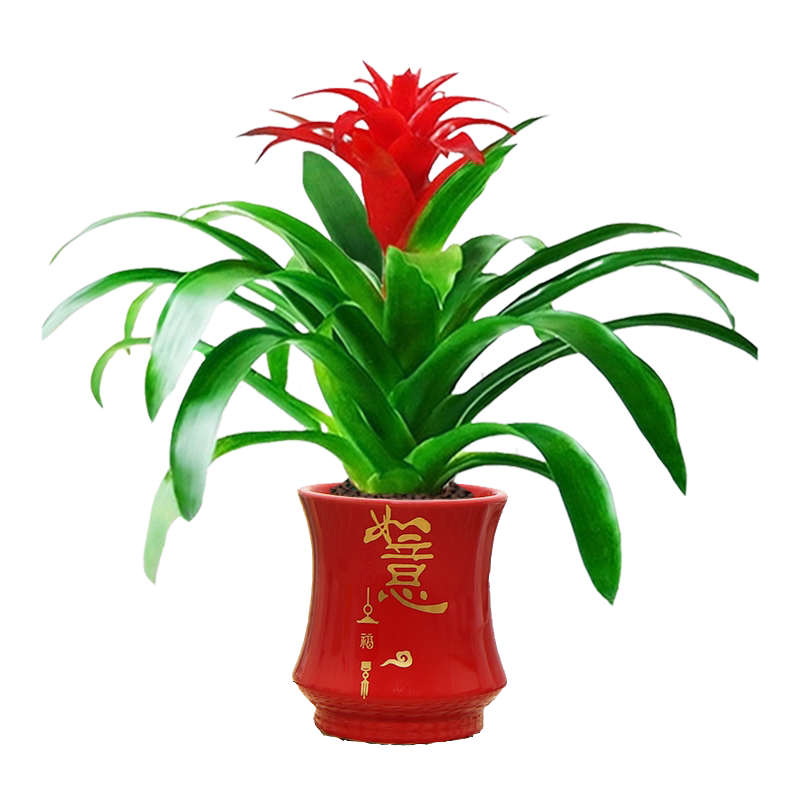 鸿运当头室内客厅四季红火美观
