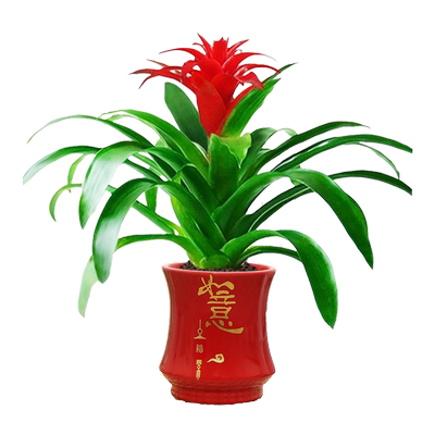 鸿运当头室内客厅四季红火美观