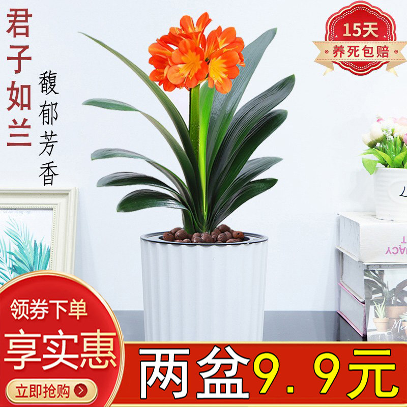 君子兰盆栽绿植花卉大花元宝客厅办公室四季常青好养观赏开花植物