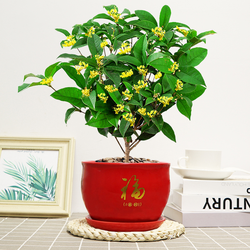 桂花浓香型树苗室内季开花好养