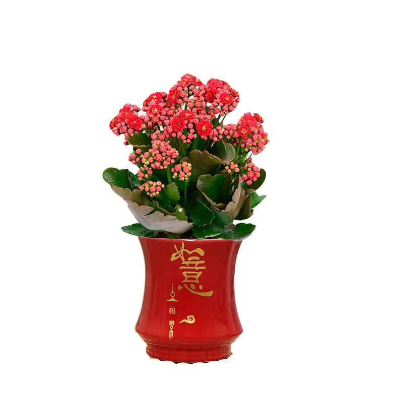 长寿花盆栽绿植室内阳台好养四季开花多肉花卉美观重瓣金狐狸花苞