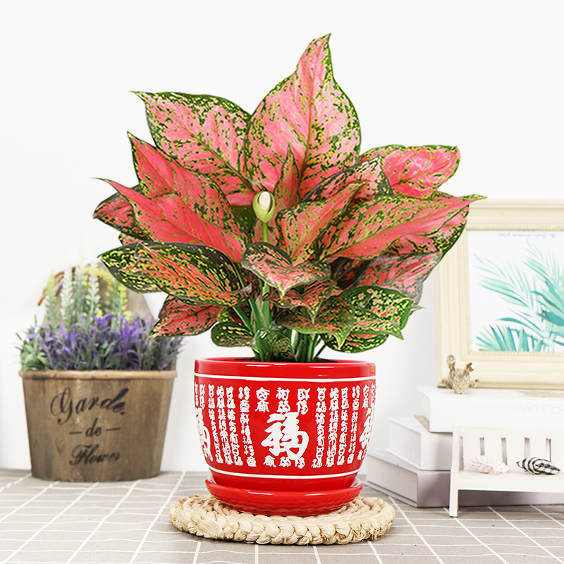 如意皇后室内四季红火美观好养活