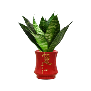 青叶虎耳兰盆栽绿植室内客厅好养四季常青净化空气美观金边虎皮兰