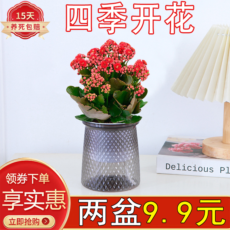 长寿花铁海棠盆栽绿植花卉金狐狸室内阳台好养活懒人美观四季开花