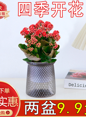 长寿花铁海棠盆栽绿植花卉金狐狸室内阳台好养活懒人美观四季开花