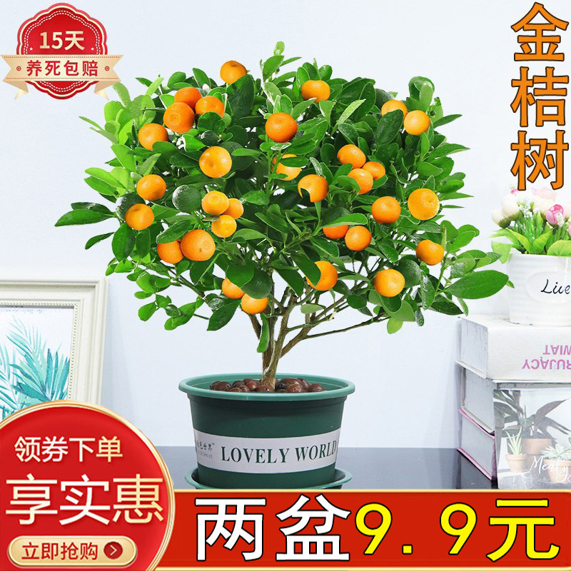 大金桔四季树苗盆栽绿植花卉室内客厅好养可结果食用招财橘子盆景