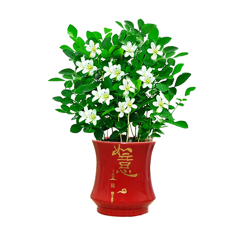 九里香办公室四季芳香陶瓷好养
