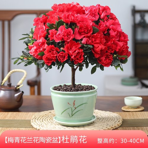 杜鹃室内开花美观净化空气