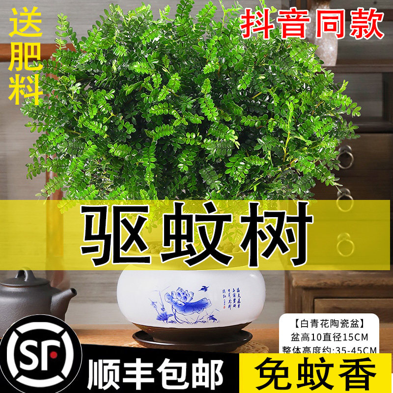 好货驱蚊草绿植清香胡椒木室内客厅卧室阳台吸甲醛净化空气四季常