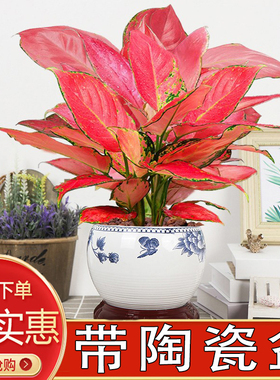 吉利红盆栽绿植红色植物客厅盆景懒人吸水陶瓷盆盆加仑绿萝如意