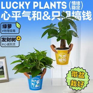 花点时间发财树正财位盆栽绿萝办公室内绿植花卉家用易养桌面盆栽