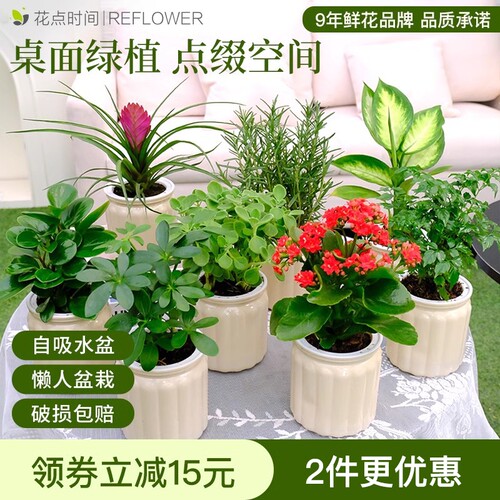 花点时间桌面盆栽长寿花玛丽安发财树绿植室内网红ins风装饰懒人