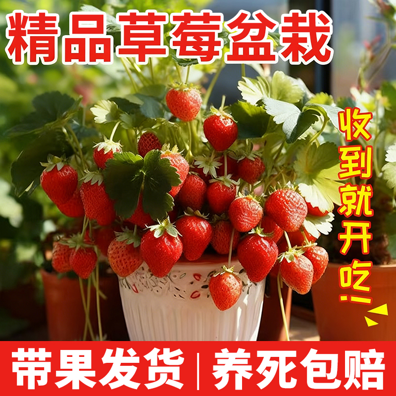 特大草莓苗盆栽带果四季室内绿植