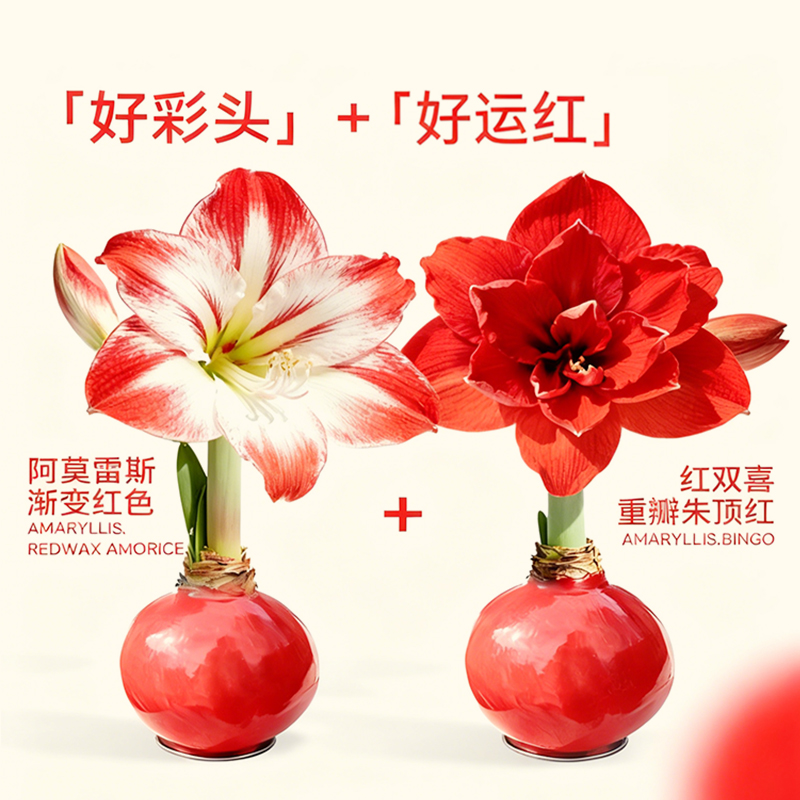 蜡封朱顶红种球懒人好养植物