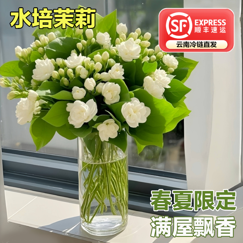 花点时间茉莉鲜花切枝水培茉莉花瓶插室内用云南昆明直发白色花卉