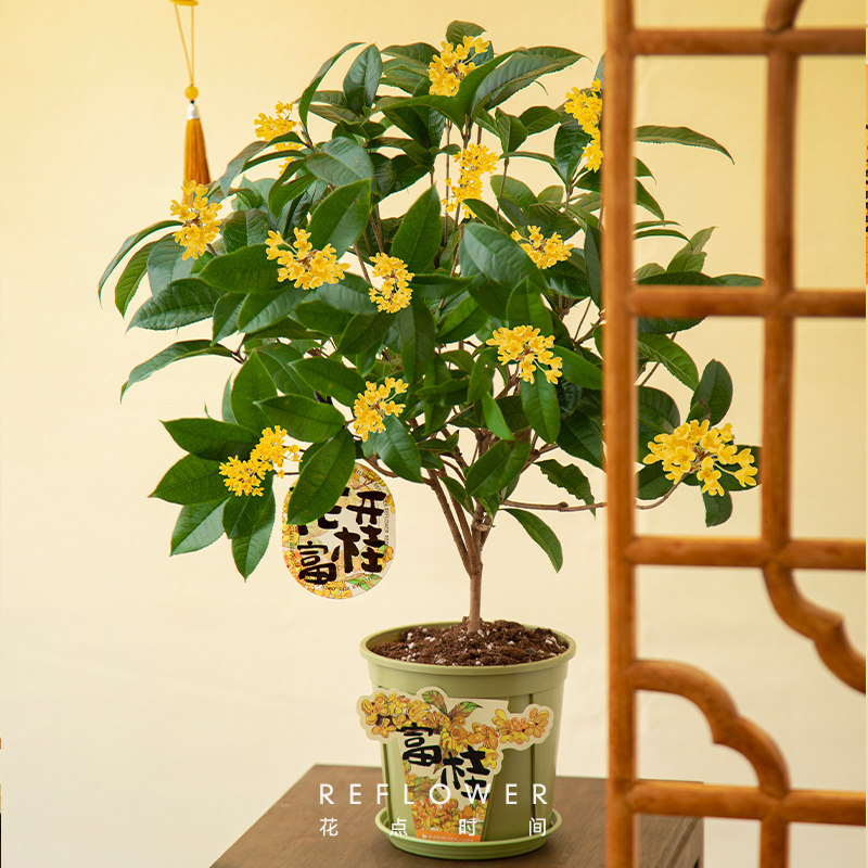 花点时间四季桂阳台桂花盆栽绿植桂花季发货不带花属于什么档次？