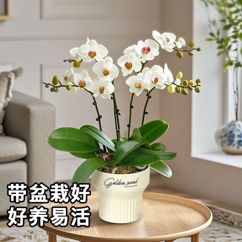 大盆蝴蝶兰盆栽送礼推荐