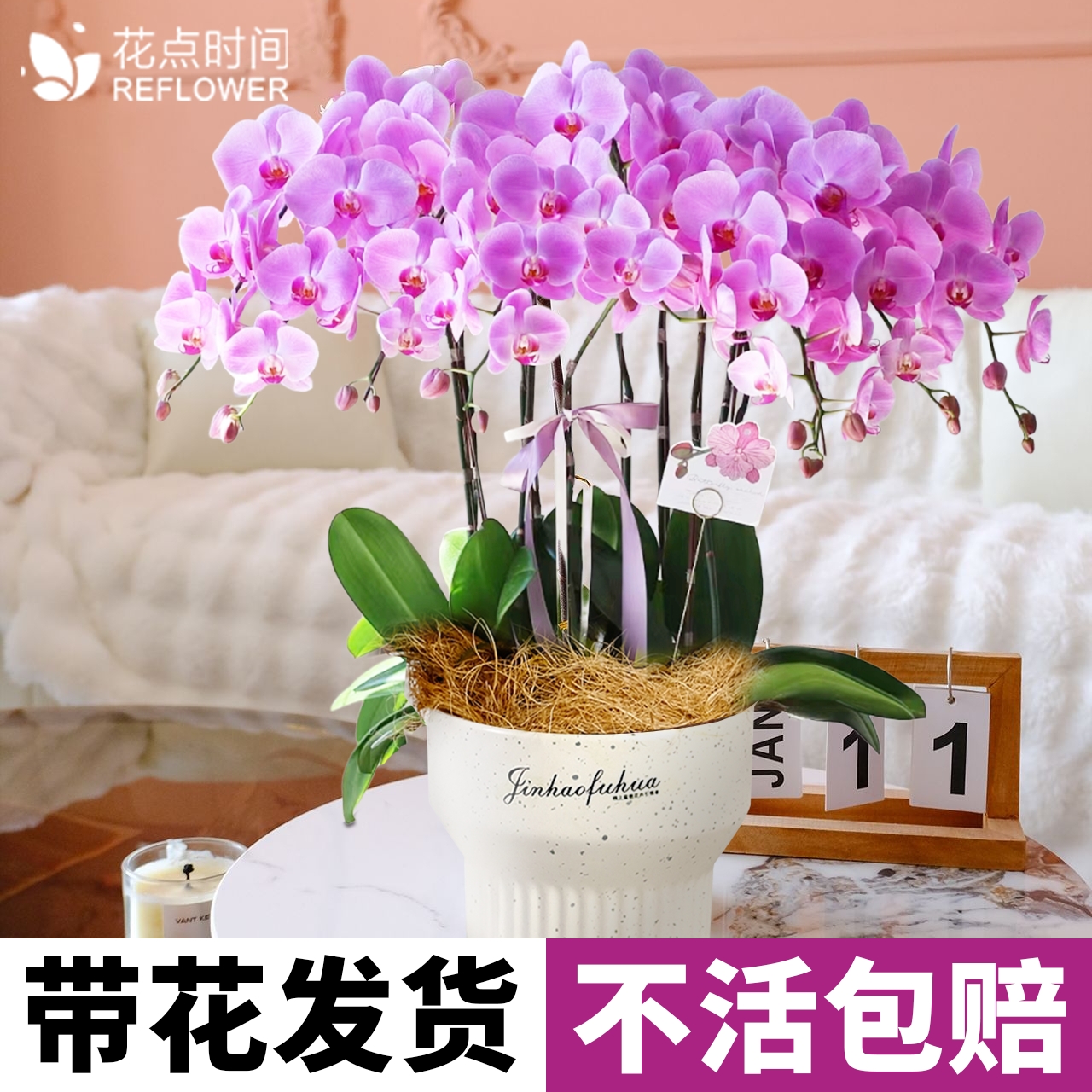 花点时间蝴蝶兰盆栽带花苞精品绿植花苗双剑兰花卉盆栽真年宵花