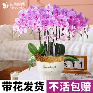 花点时间蝴蝶兰盆栽带花苞精品绿植花苗双剑兰花卉盆栽真年宵花