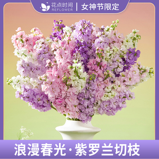 【写好评！抢9.9元紫罗兰！】花点时间紫罗兰鲜花水培好养易活