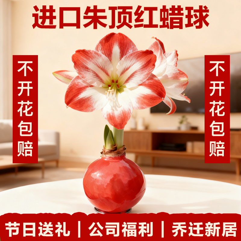 进口蜡封朱顶红种球新年宵花礼物