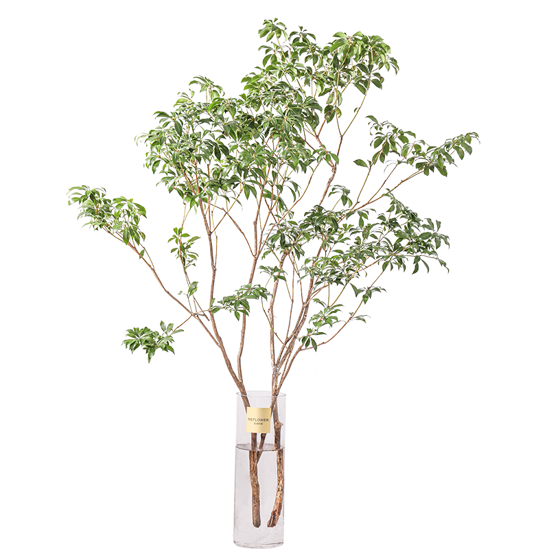 马醉木绿植家居森林感花点时间