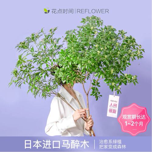 马醉木绿植家居森林感花点时间