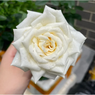 珍妮莫罗浓香月季花大苗白色特大花玫瑰盆栽阳台庭院花卉植物勤花