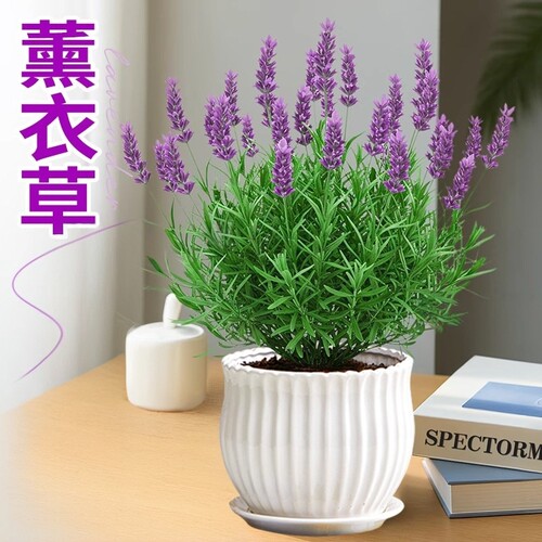 薰衣草盆栽花苗驱蚊耐寒耐热好养