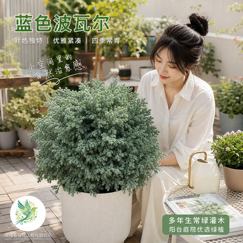蓝色波尔瓦蓝湖柏花境植物庭院四季常青耐寒耐旱盆栽地栽工程苗木