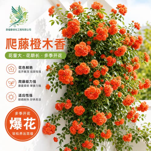 橙木香藤本月季苗橙色多头爬藤月季无刺耐寒庭院花墙拱门丰花绿植