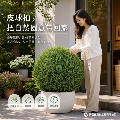 雾凇花境植物皮球柏球形柏树庭院绿篱四季常青耐寒耐旱工程绿化苗