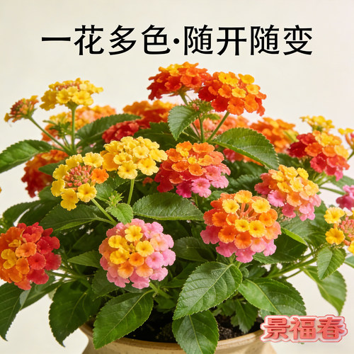 热销10万五色梅马缨丹庭院混色苗