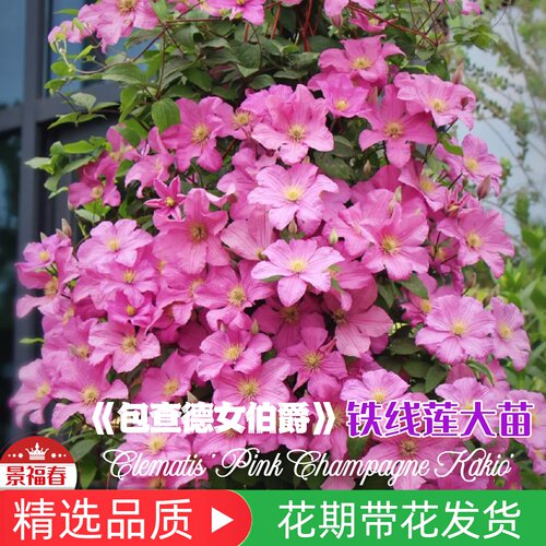 铁线莲女伯爵藤本勤花阳台庭院