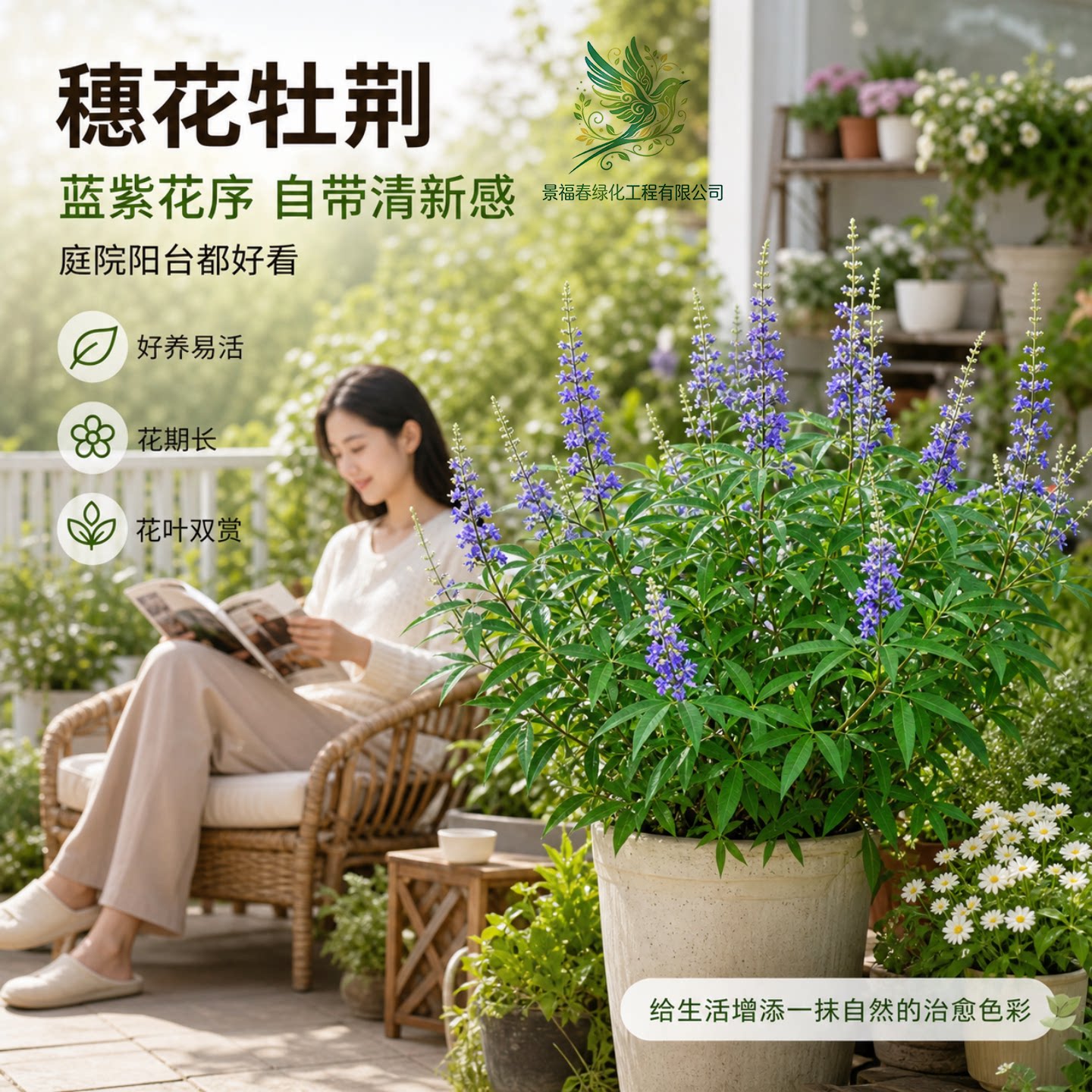 穗花牡荆花苗树状薰衣草庭院花境耐寒耐热灌木盆栽地栽工程绿化苗图片