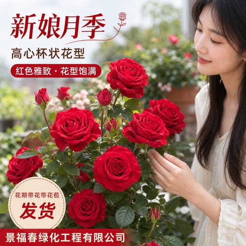 红新娘 新品无刺红玫瑰 切花月季 大花多头抗病耐开耐晒盆栽地栽