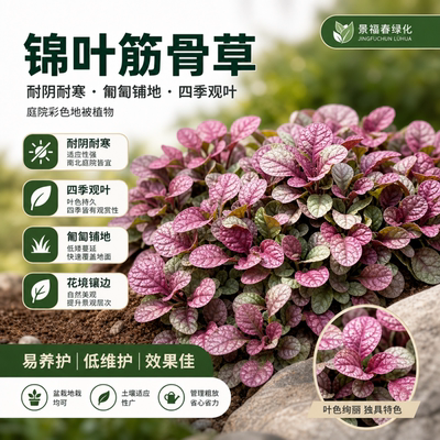 锦叶筋骨草彩叶地被植物耐寒耐阴匍匐盆栽庭院花境镶边宿根地栽苗