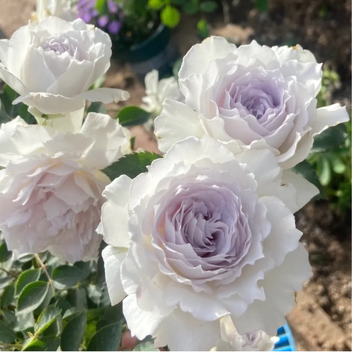 特大花浓香月季花苗加百列大天使多季开花卉阳台绿植盆栽玫瑰花苗