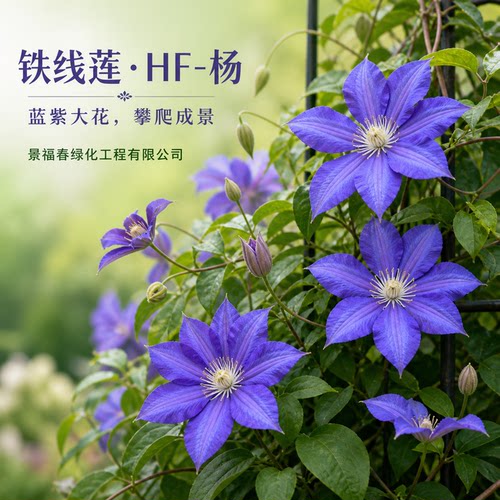 景福春铁线莲HF杨早花大花