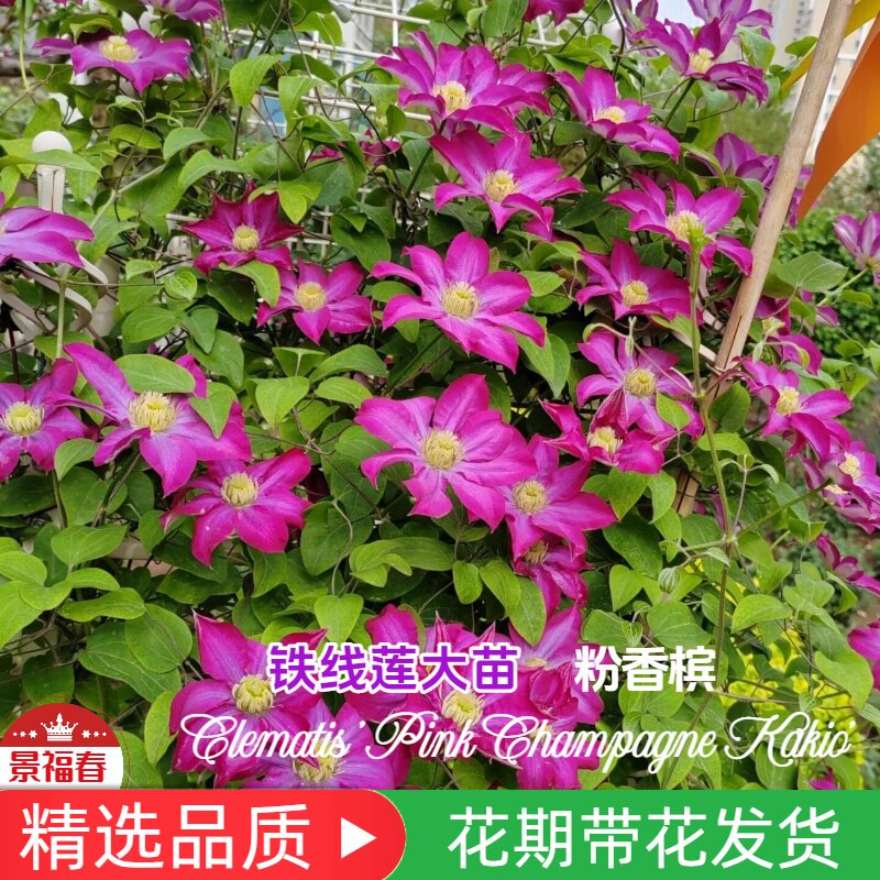 景福春粉香槟铁线莲苗早花大花深粉二类轻剪南北方盆栽地栽爆花活