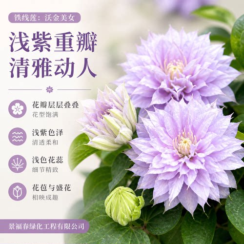 沃金美女铁线莲早花重瓣淡紫