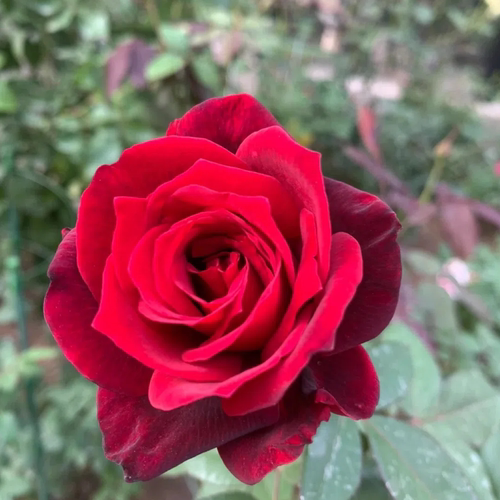 红新娘 新品无刺红玫瑰 切花月季 大花多头抗病耐开耐晒盆栽地栽